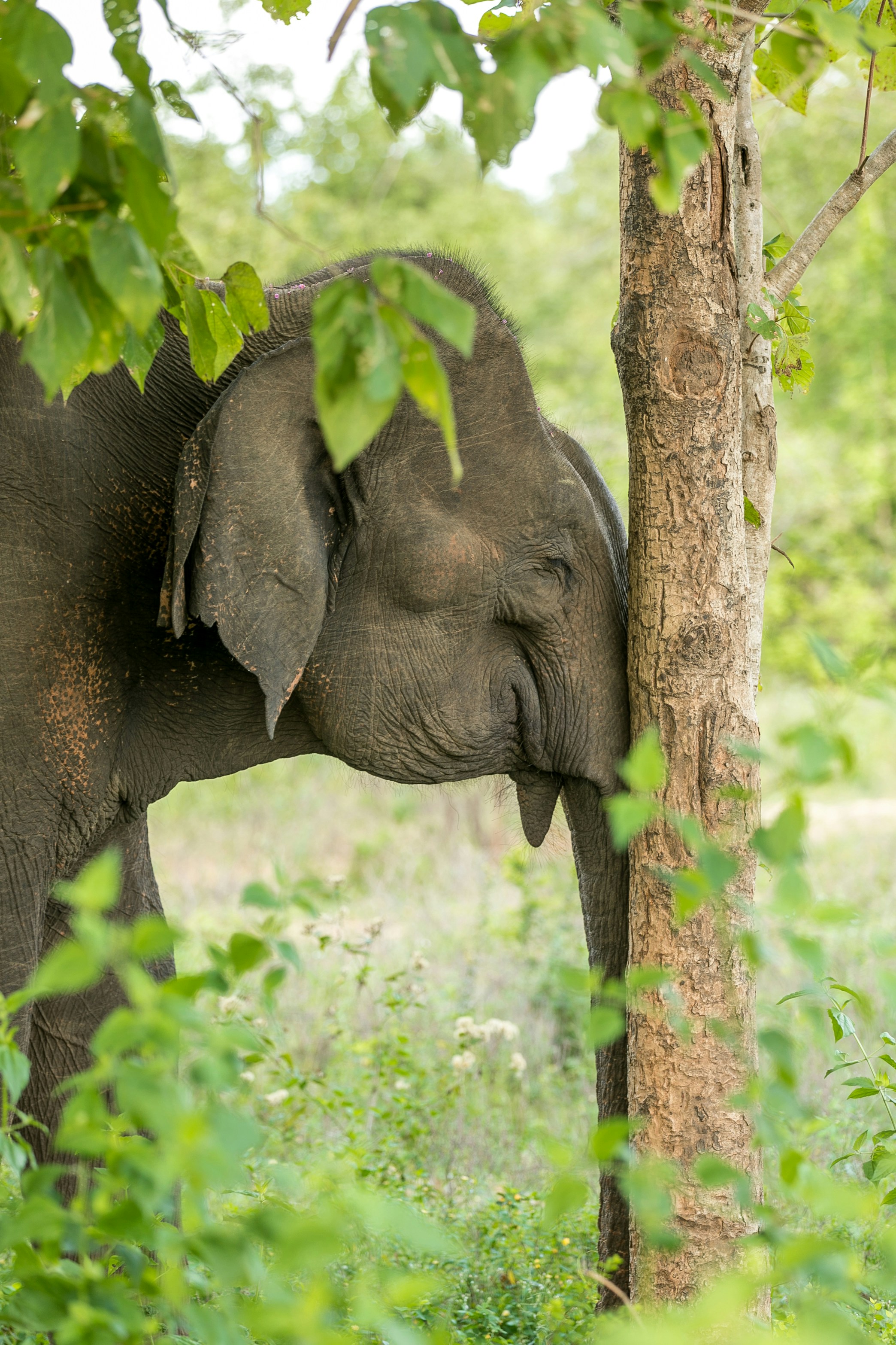 Udawalawe National Park